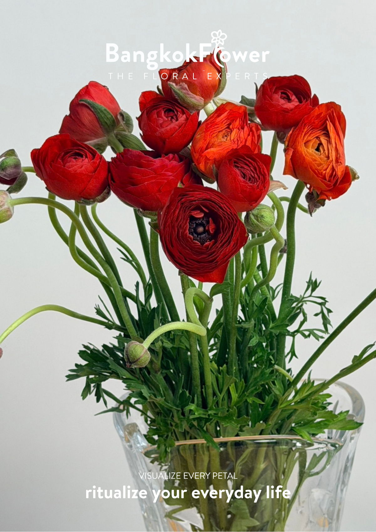Ranunculus red