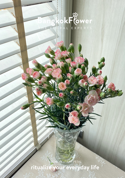 สเปรย์ดอกคาร์เนชั่น – สีขาวชมพู