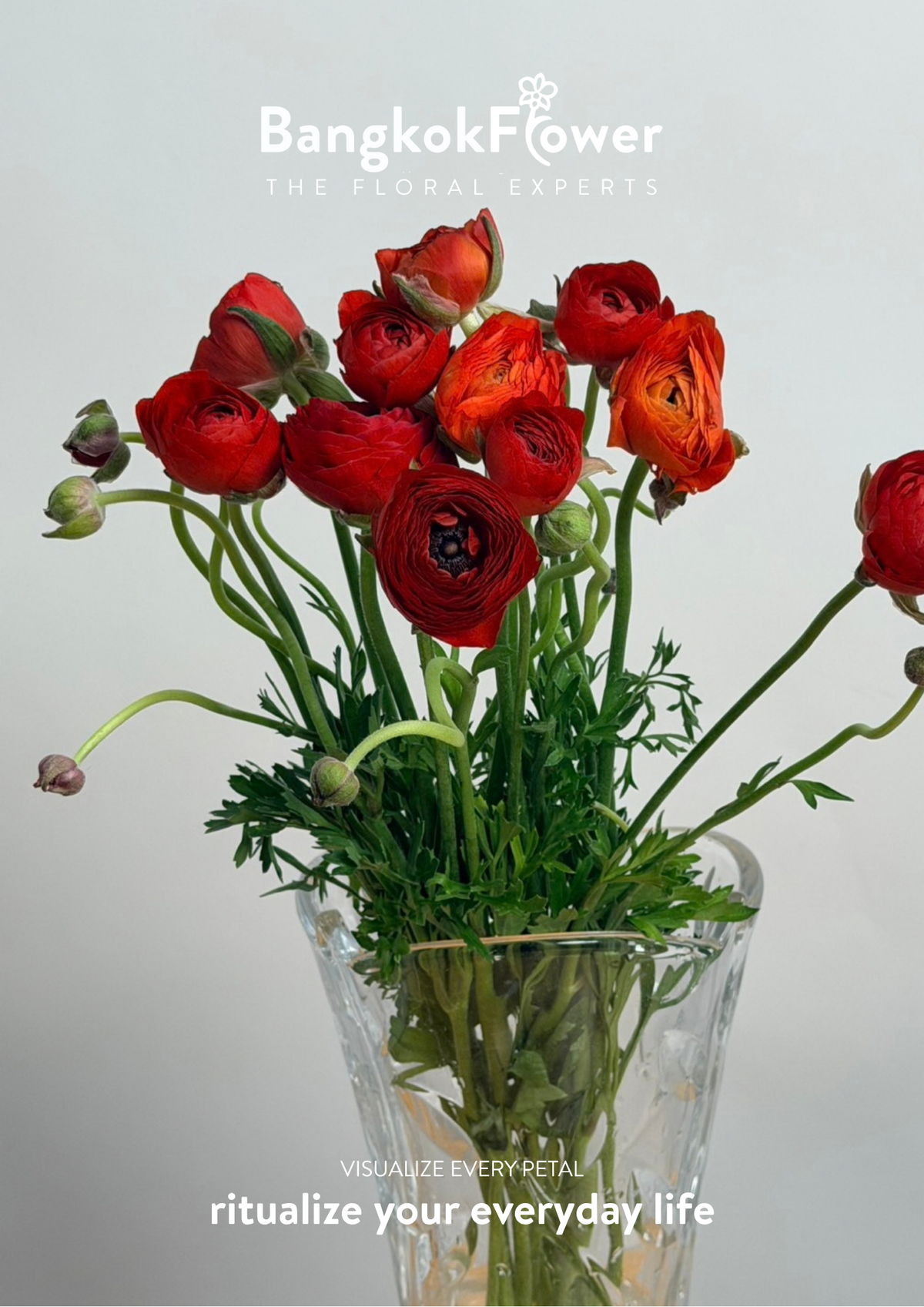 Ranunculus red