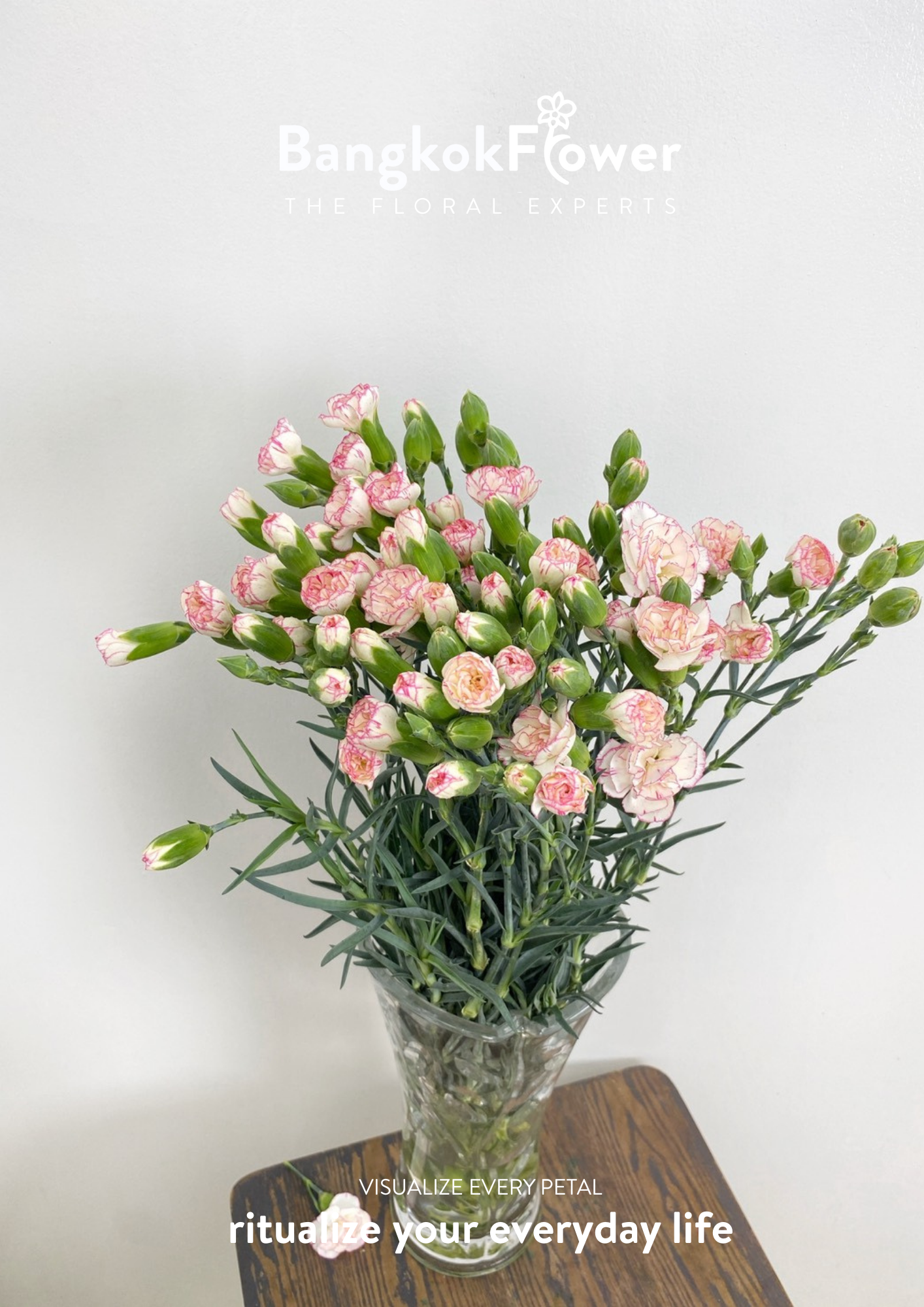 สเปรย์ดอกคาร์เนชั่น – สีขาวชมพู