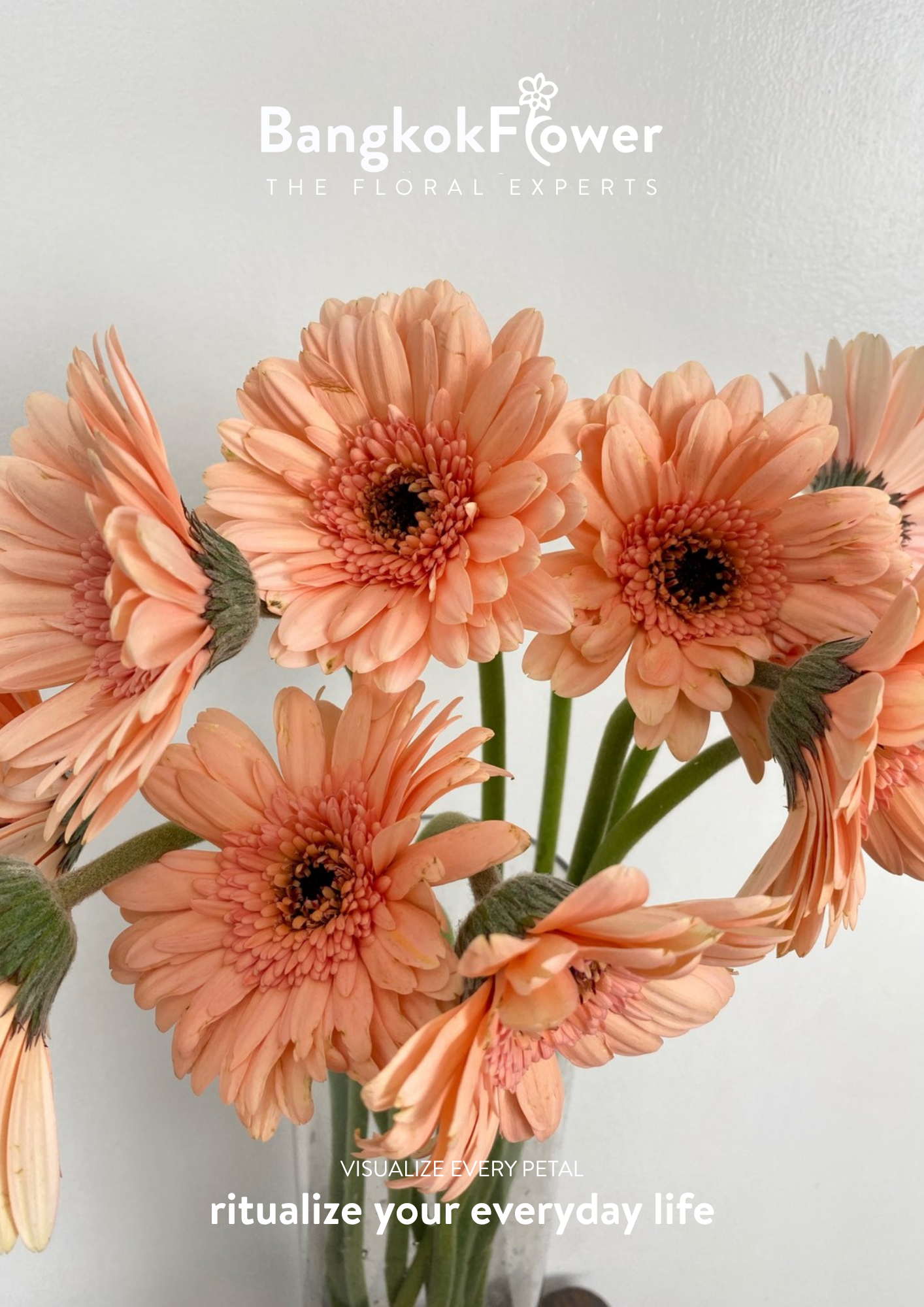 Peachy Gerbera