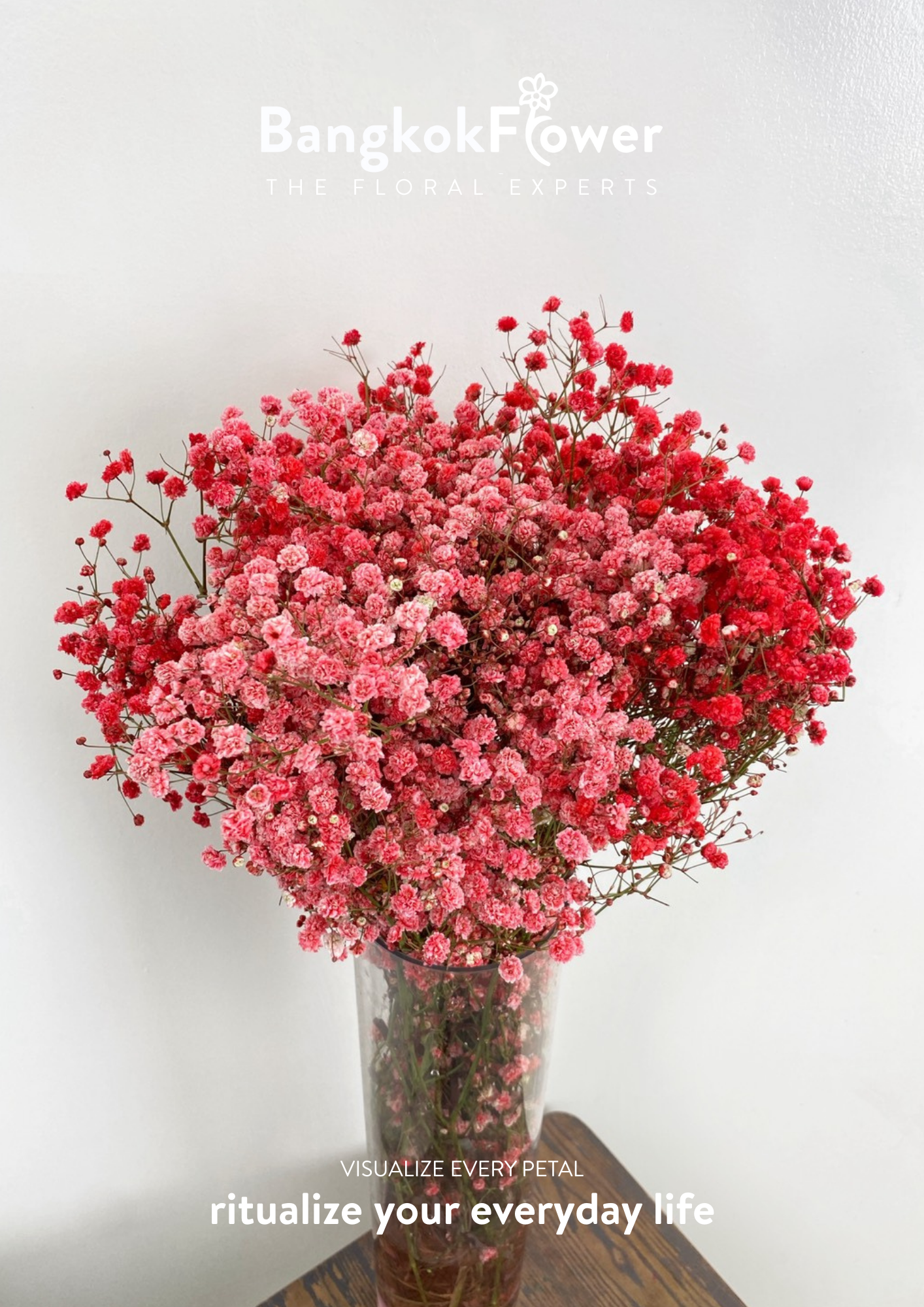 Gypsophila Red