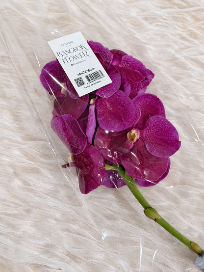 Vanda (1 stem) (Grower's Choice)