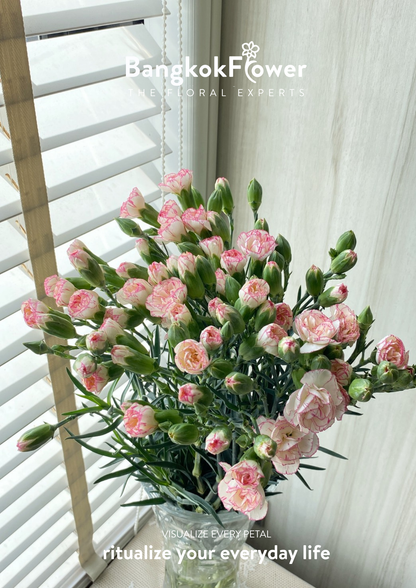 สเปรย์ดอกคาร์เนชั่น – สีขาวชมพู