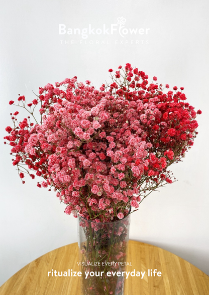 Gypsophila Red