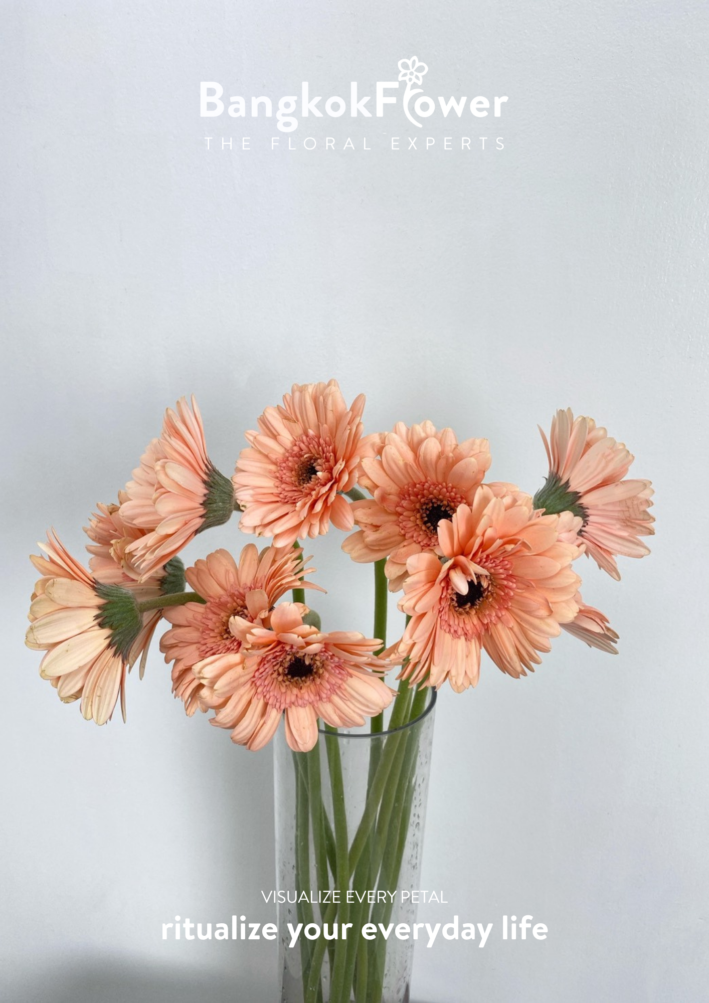 Peachy Gerbera