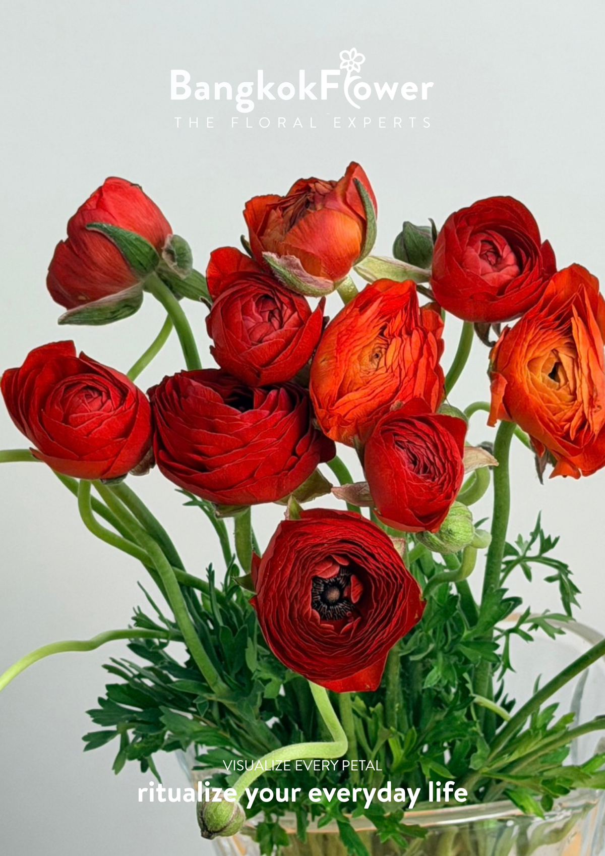 Ranunculus red