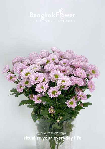 Rossi Pink