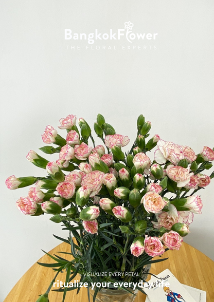 สเปรย์ดอกคาร์เนชั่น – สีขาวชมพู