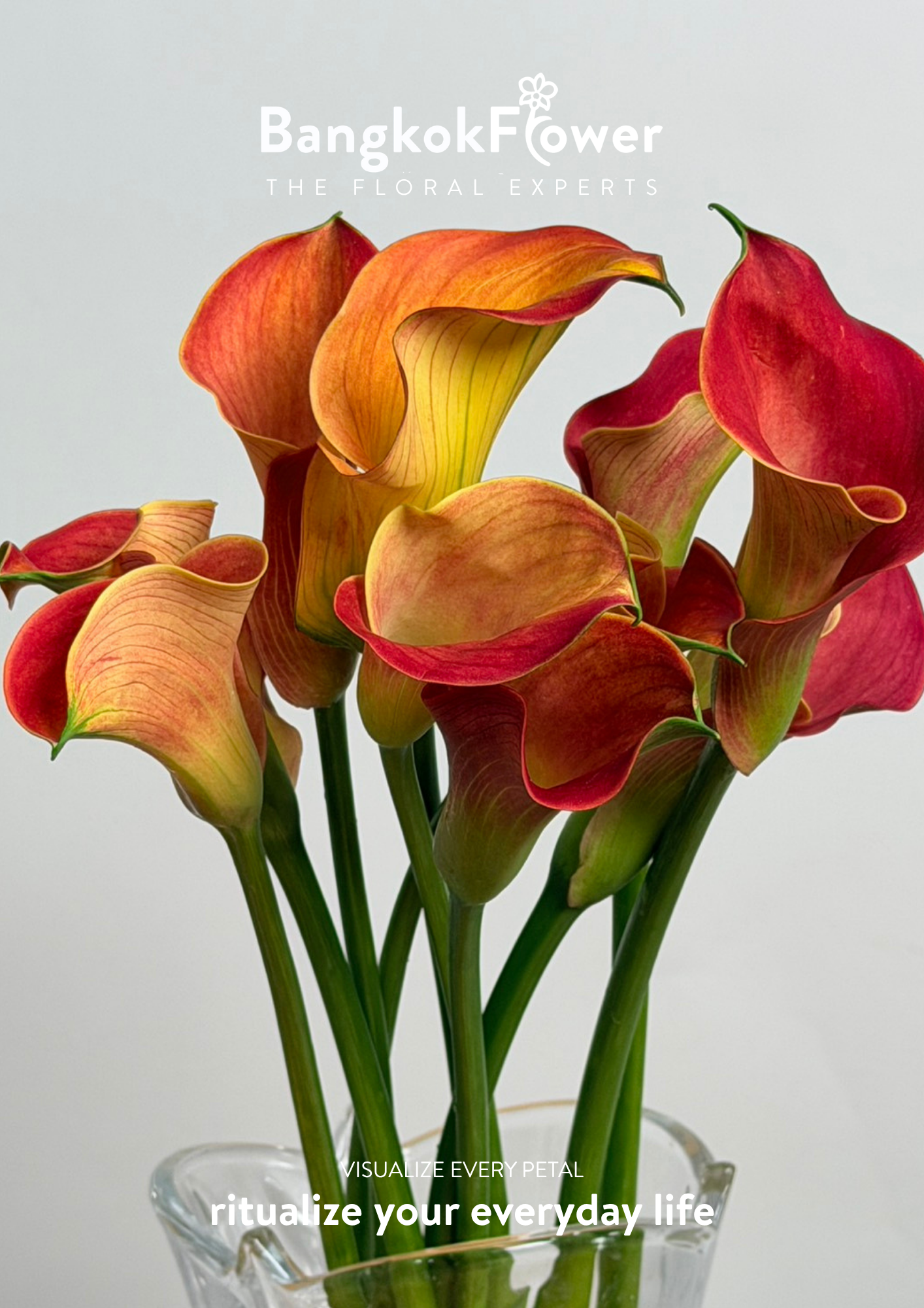 Calla Lily Orange