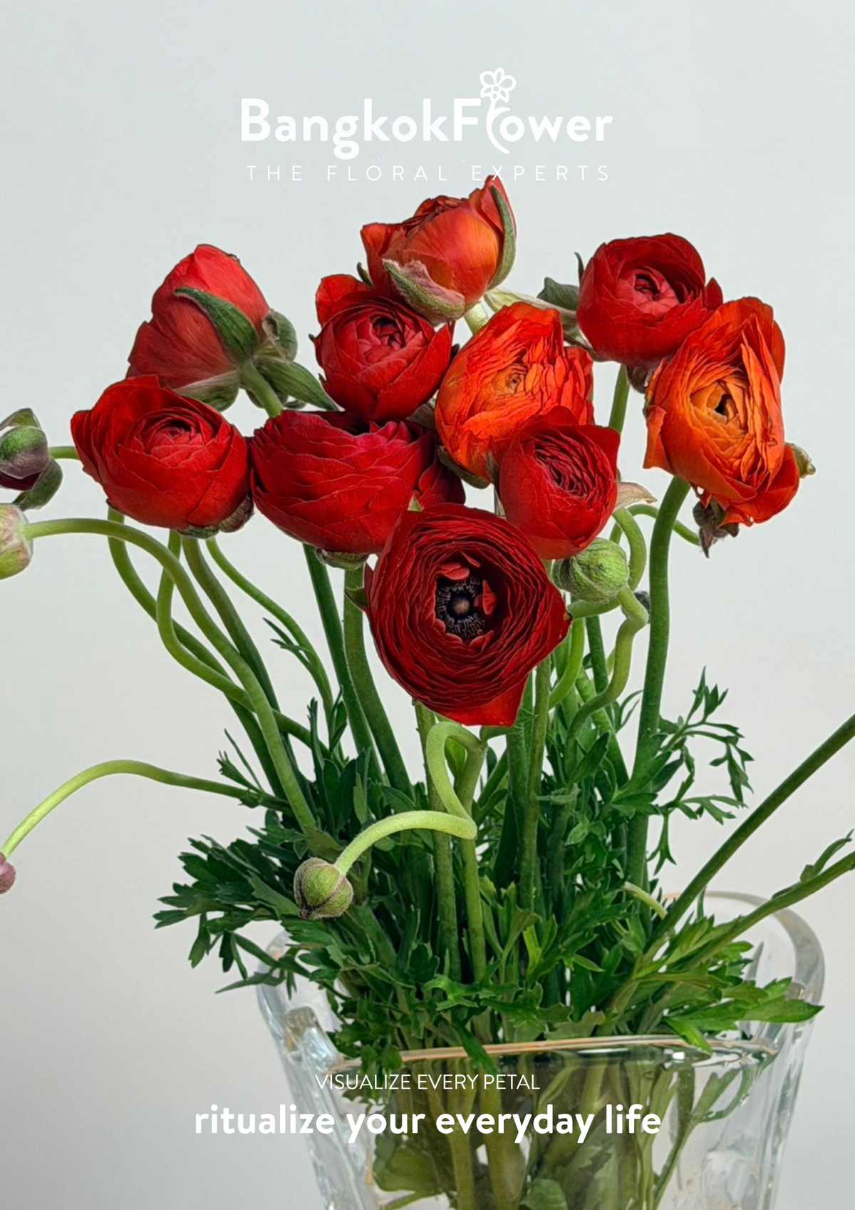 Ranunculus red