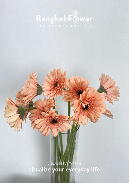 Peachy Gerbera