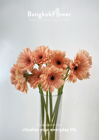 Peachy Gerbera