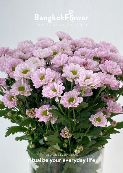 Rossi Pink