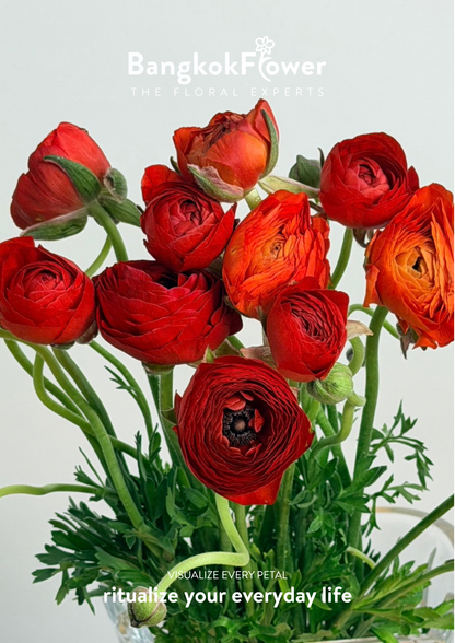 Ranunculus red