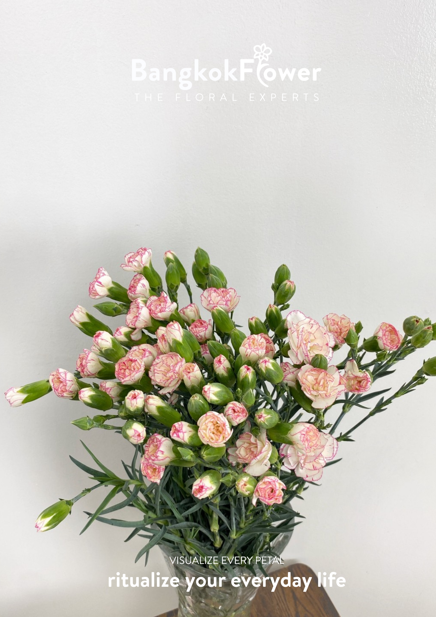 สเปรย์ดอกคาร์เนชั่น – สีขาวชมพู
