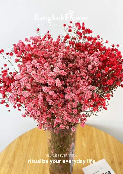 Gypsophila Red