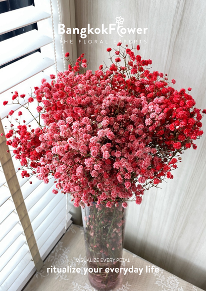 Gypsophila Red