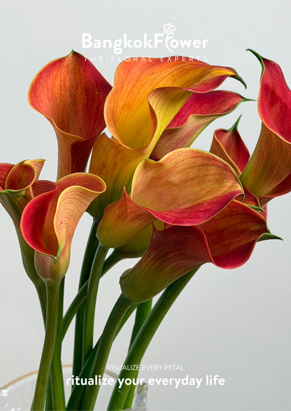 Calla Lily Orange