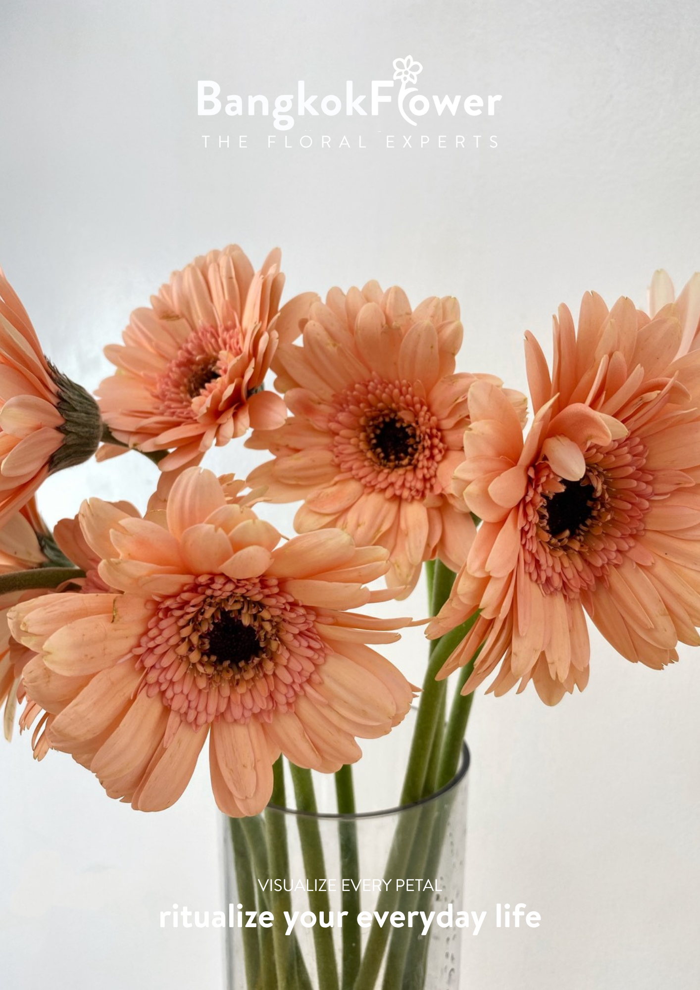 Peachy Gerbera