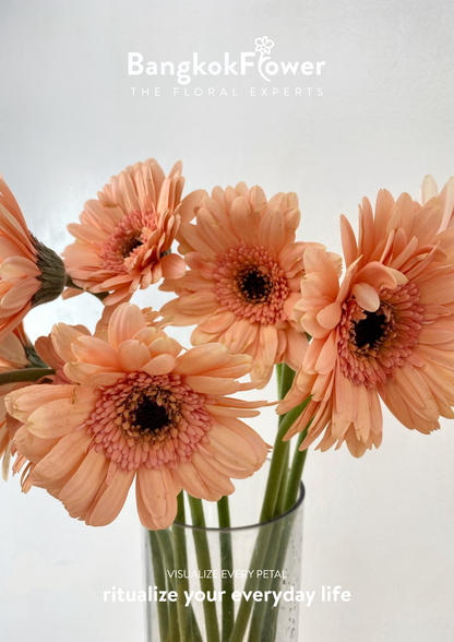 Peachy Gerbera