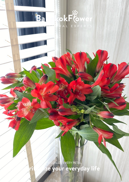 Alstroemeria Lovely