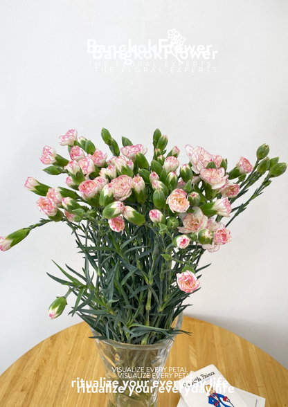 สเปรย์ดอกคาร์เนชั่น – สีขาวชมพู