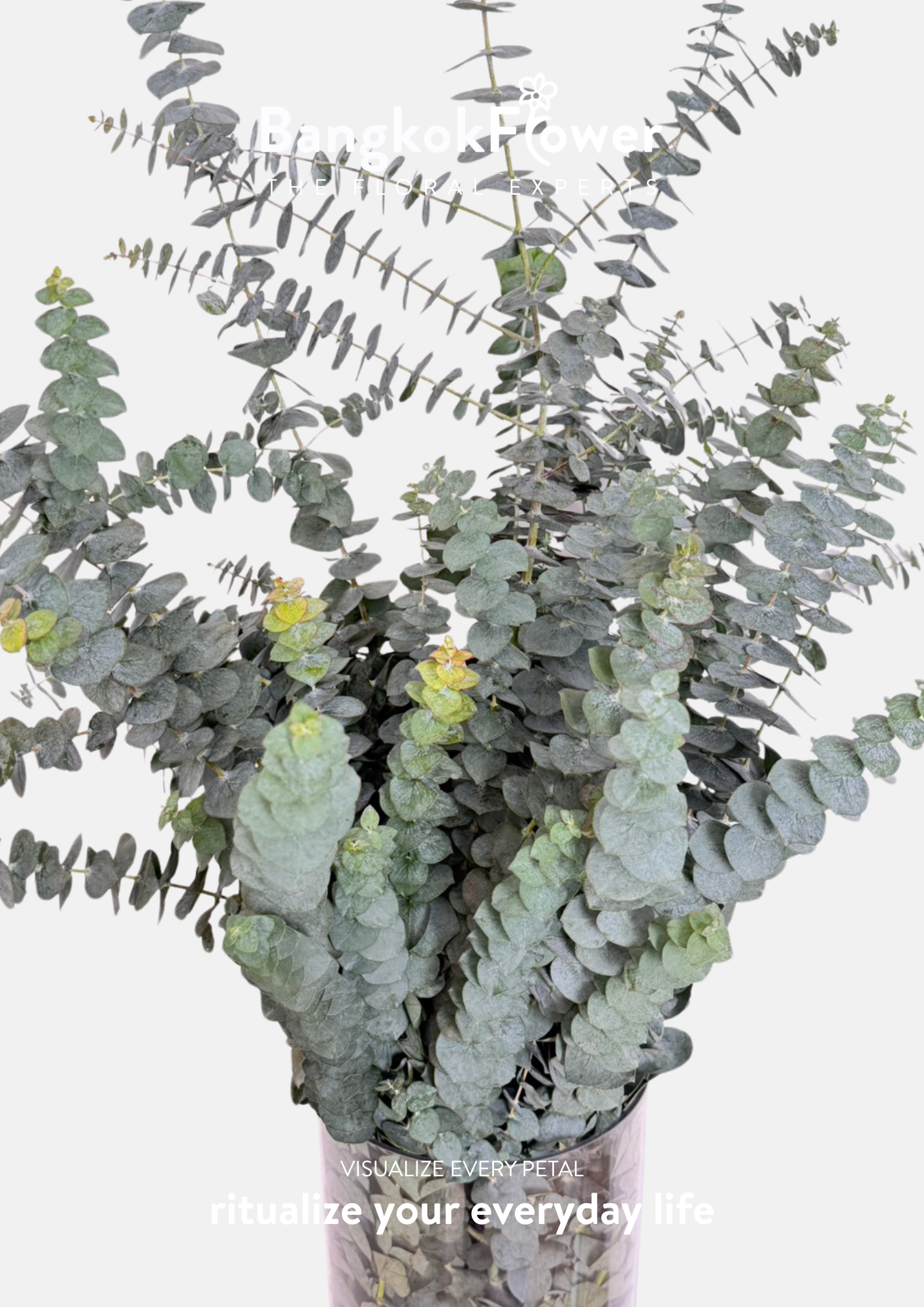Eucalyptus