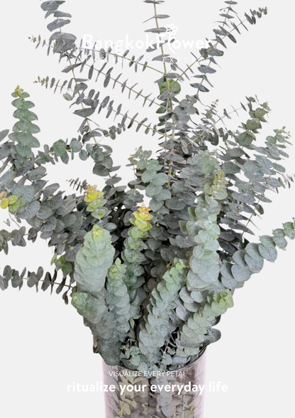 Eucalyptus
