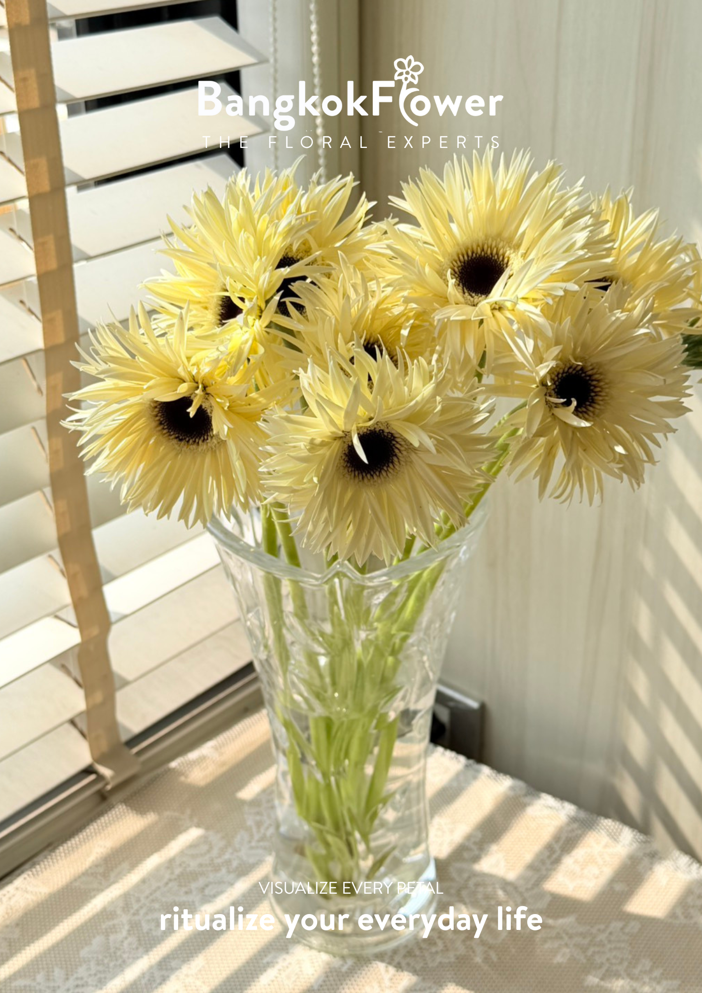 Gerbera Lace White Snow