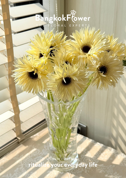 Gerbera Lace White Snow