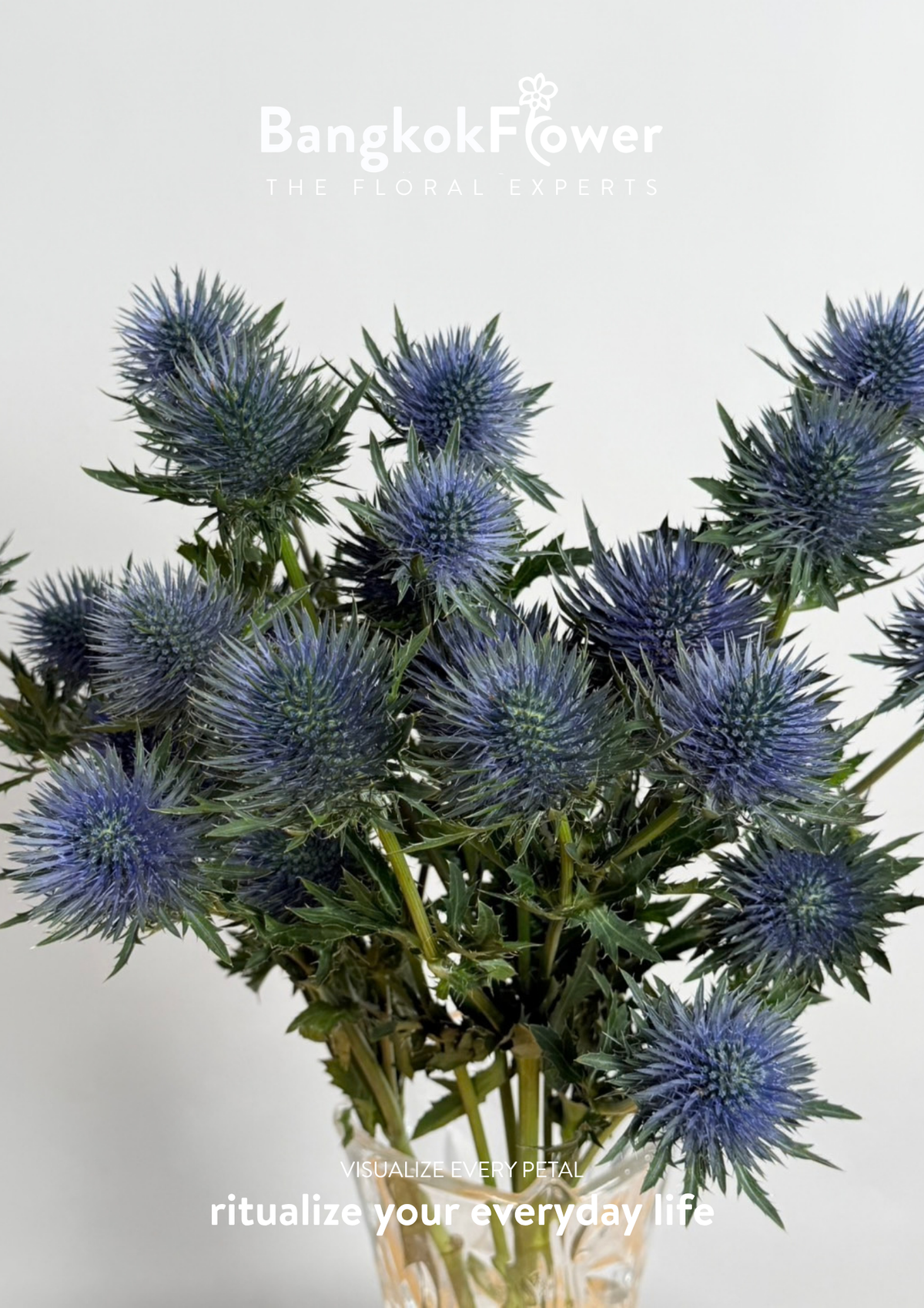 Eryngium