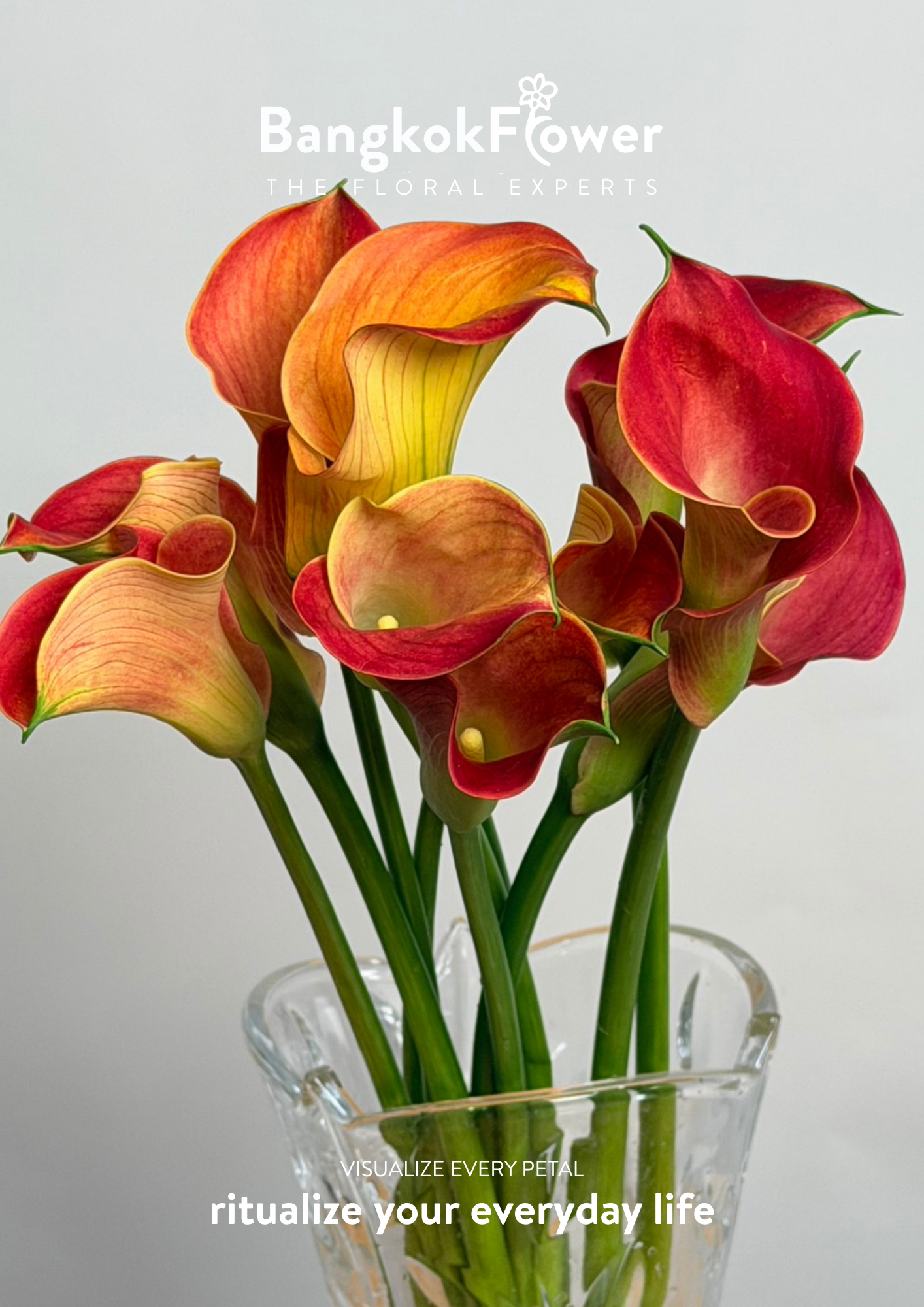 Calla Lily Orange