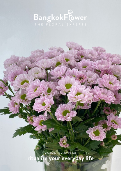 Rossi Pink