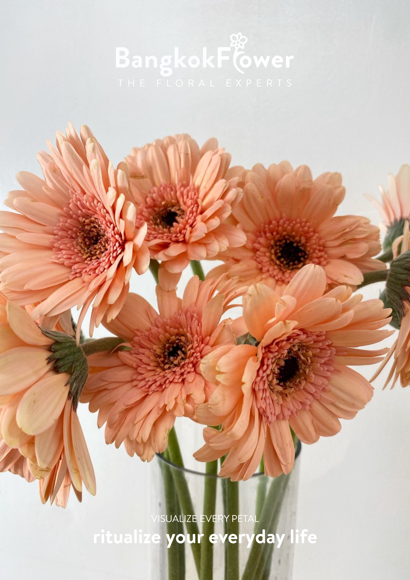 Peachy Gerbera