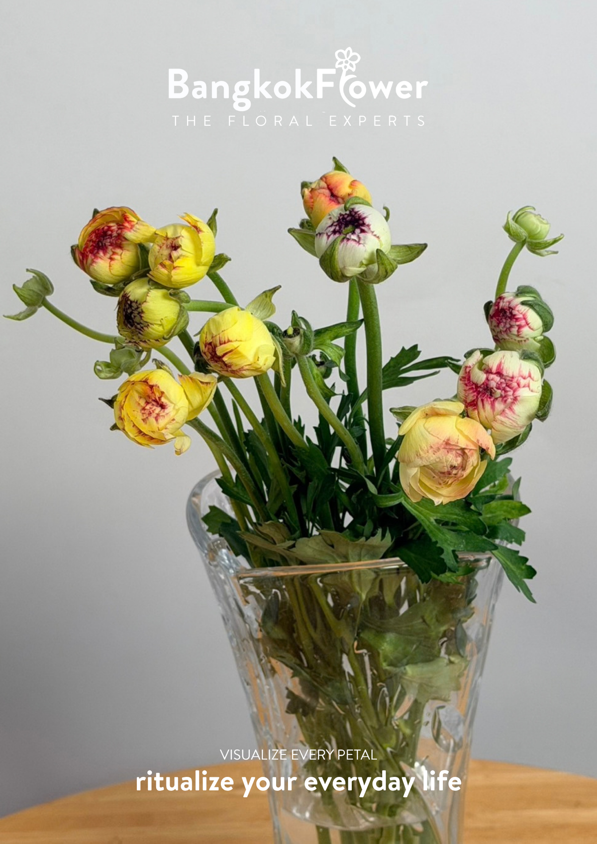 Ranunculus Picotee