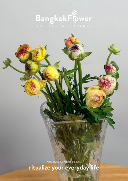 Ranunculus Picotee