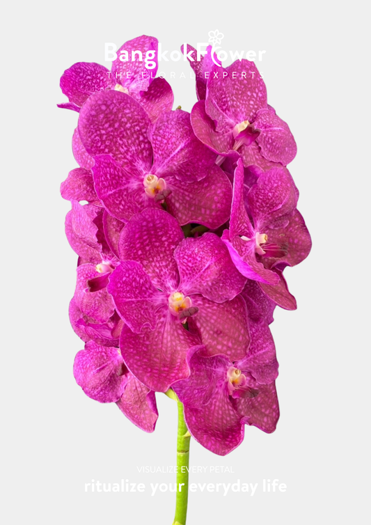 SP1
