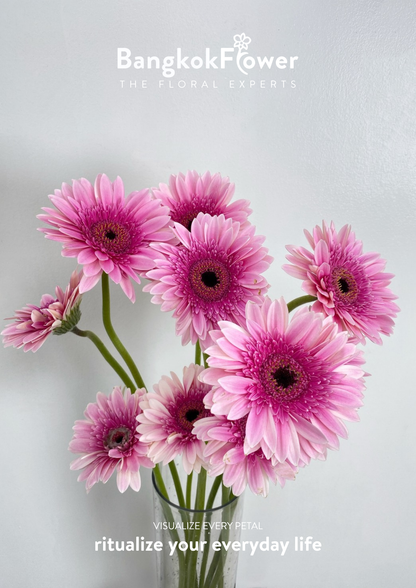 Pink Delight Gerbera