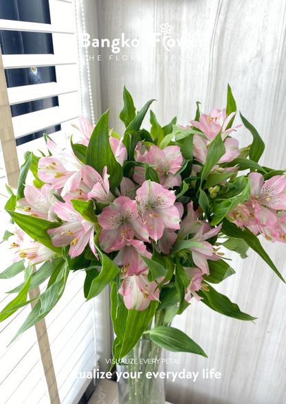 Alstroemeria Pink Surprise