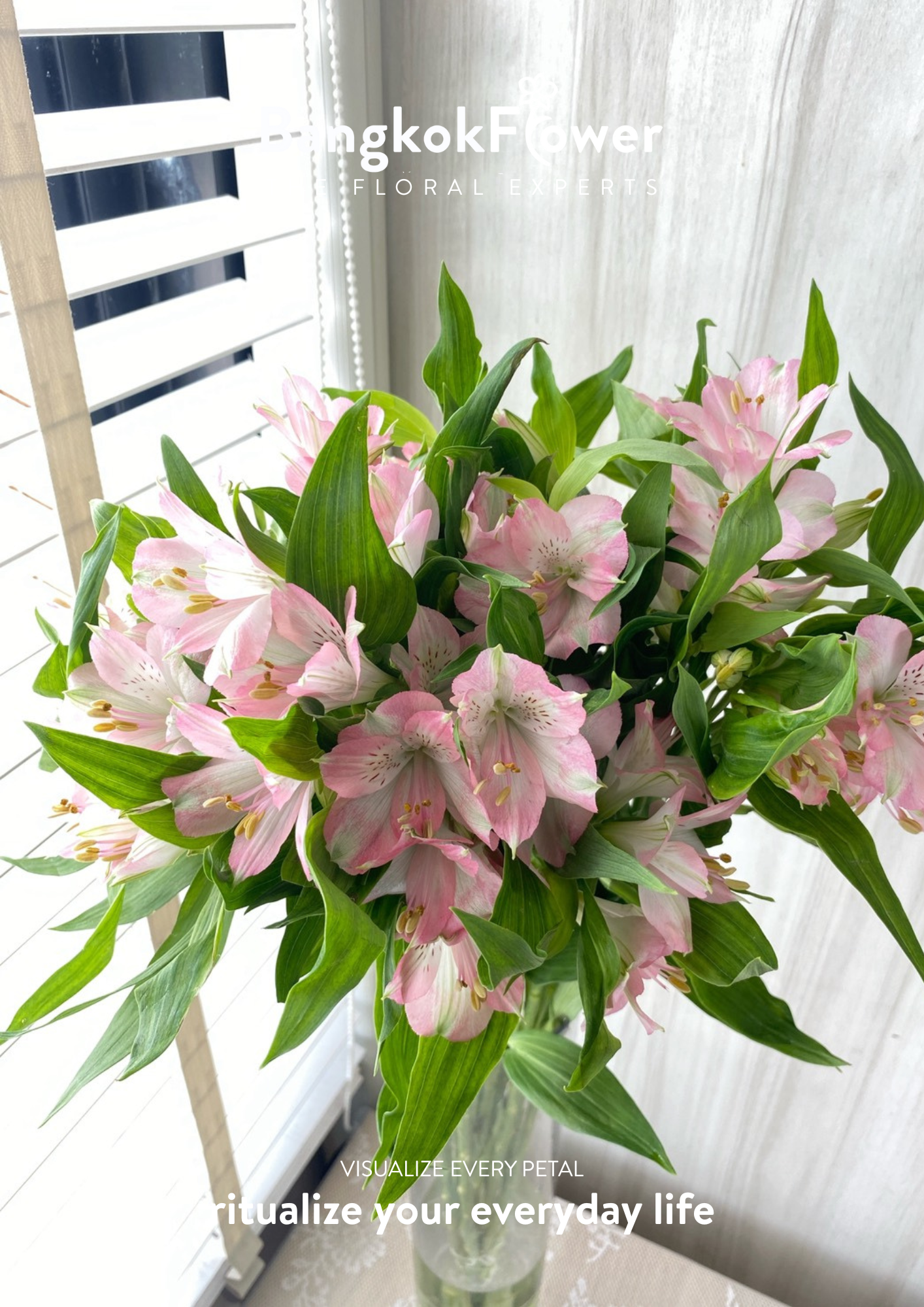 Alstroemeria Pink Surprise