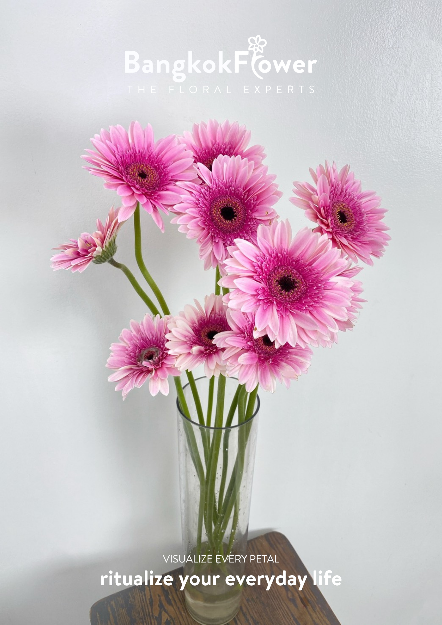 Pink Delight Gerbera
