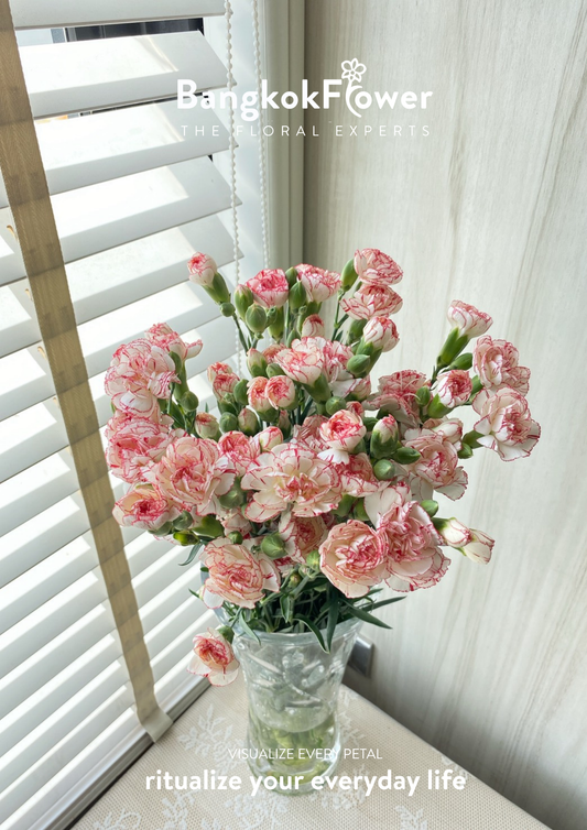 สเปรย์ดอกคาร์เนชั่น – สีขาวแดง