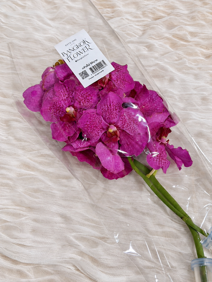 Vanda (1 stem) (Grower's Choice)