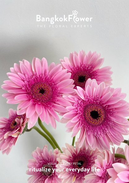 Pink Delight Gerbera