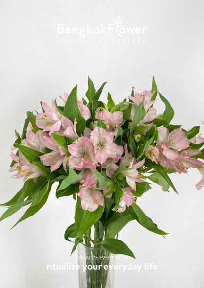 Alstroemeria Pink Surprise