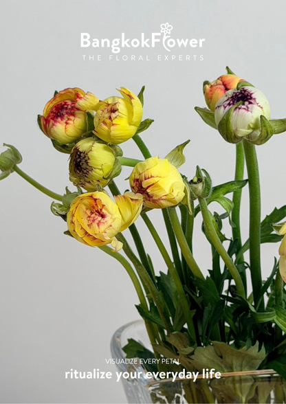 Ranunculus Picotee
