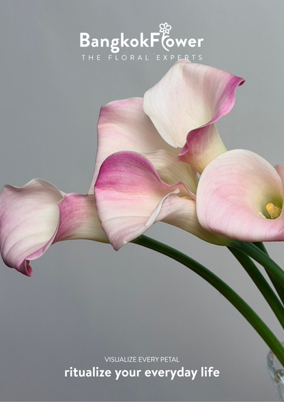 Calla Lily Pink White