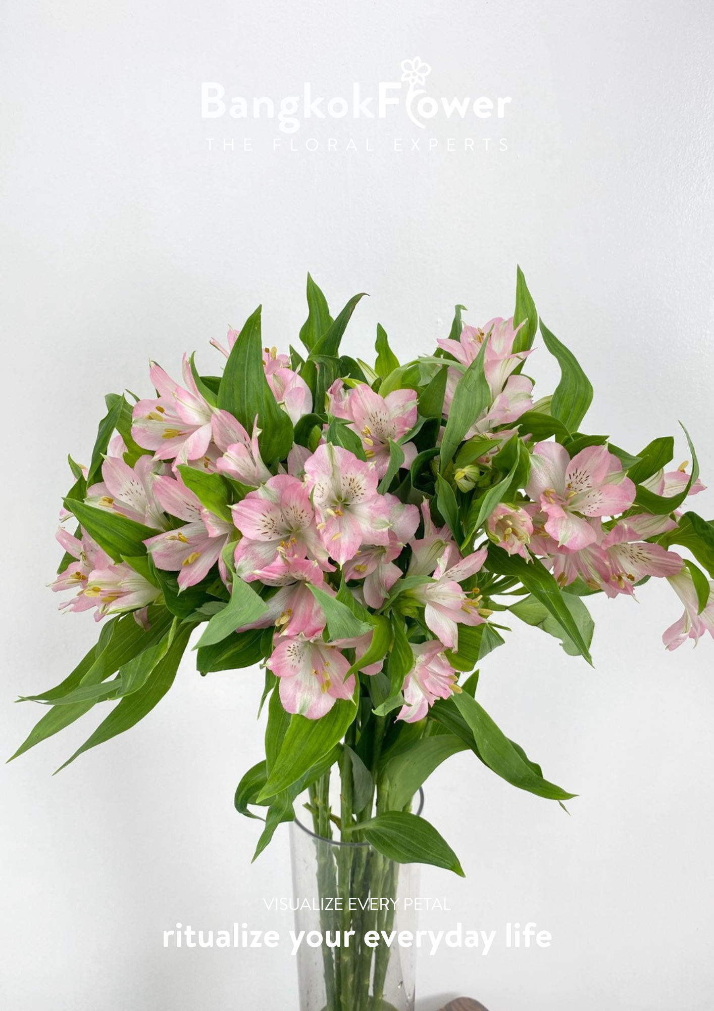 Alstroemeria Pink Surprise