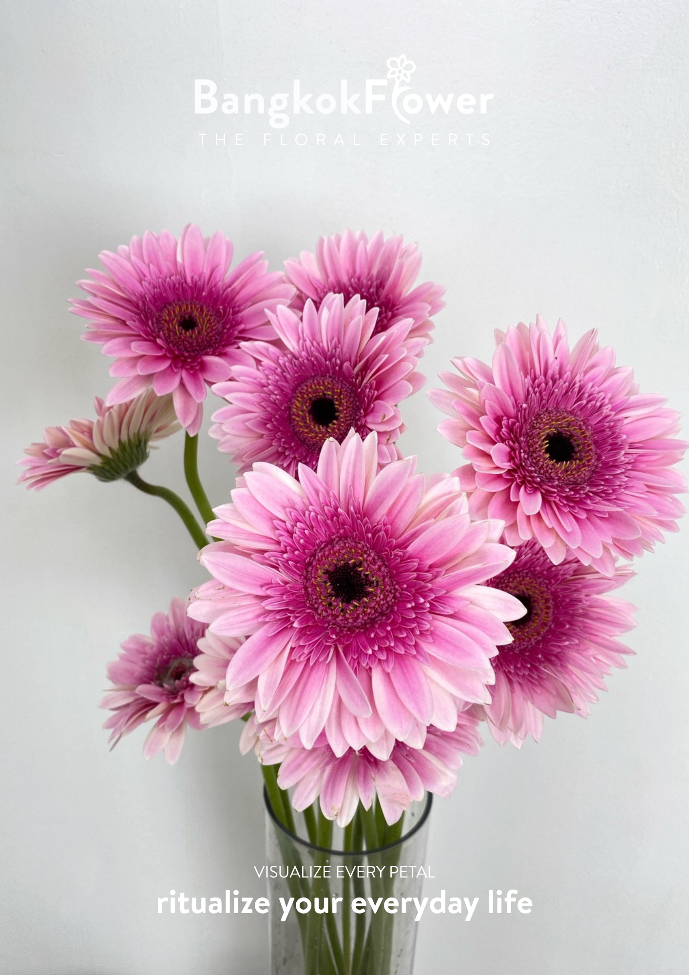 Pink Delight Gerbera